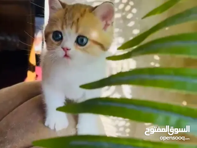 Scottish Male golden tabby white registered and imported father