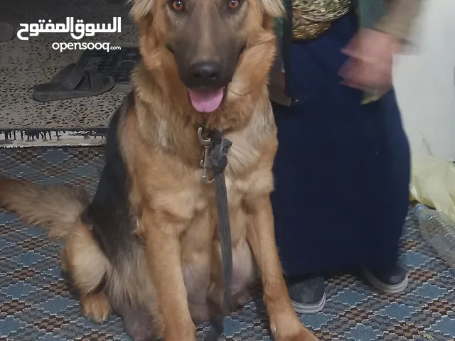 كلاب جيرمن للبيع
