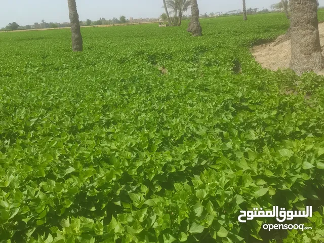 Farm Land for Sale in Tanta Other
