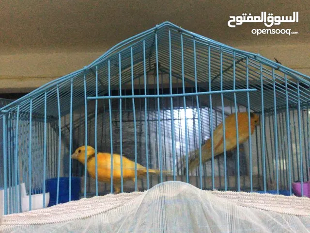 عرطه عرطه عرطه متاح للبيع حبتين كناري شباب.. بعمر 5 شهور لون جزري