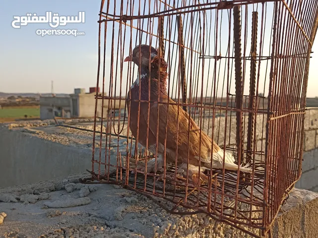 عزيزي في ليبيا