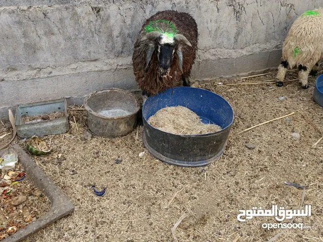 خروف بي خير من الله ضحية