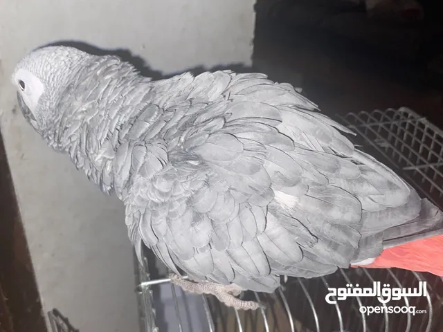 مطلوب كاسكو للزواج