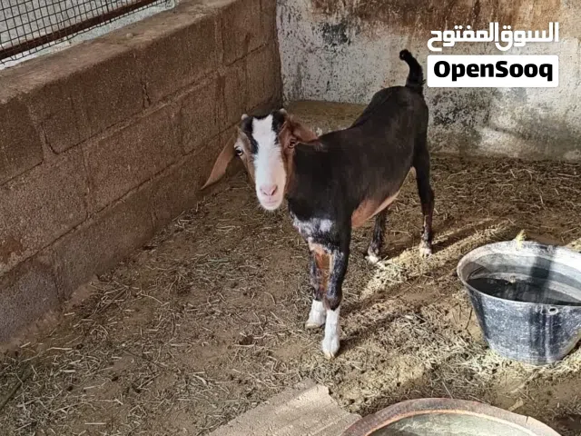 شاه رحبيه العمر سنه و شهرين