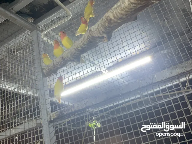 طيور لف بيرد