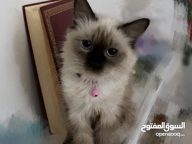 قطة هملايا مع جواز سفر