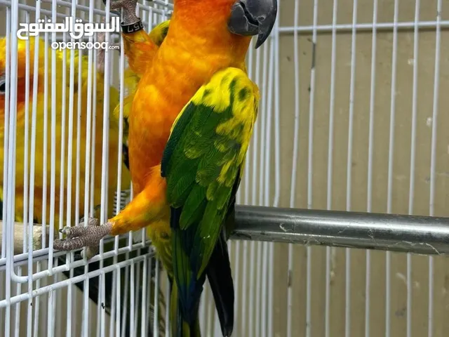 ببغاء نوع صن كنيور