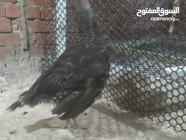 ديك رومي دكر