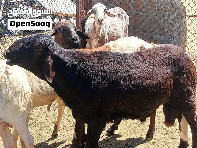 خروف تهري العمر سنة مكان تاجوراء