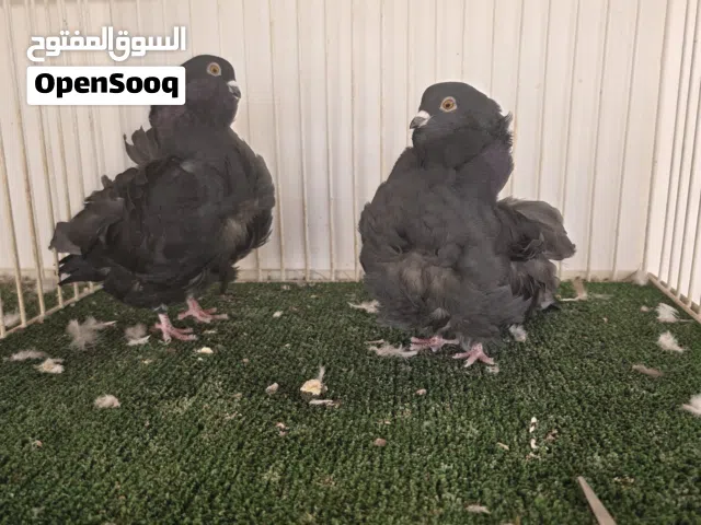 زوج كشكي صيني وردتين انتاج  2026 نخب اول