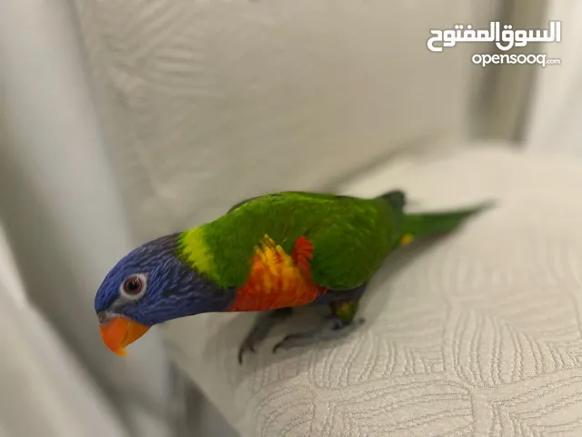 طير لوري متعلم