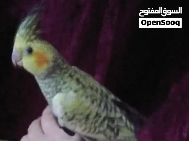 بيع بغداد جهة رصافه منطقة كريعات توصيل ماعندي