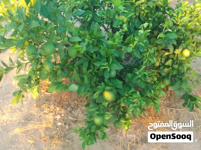 Farm Land for Sale in Zawiya Western Zawiya