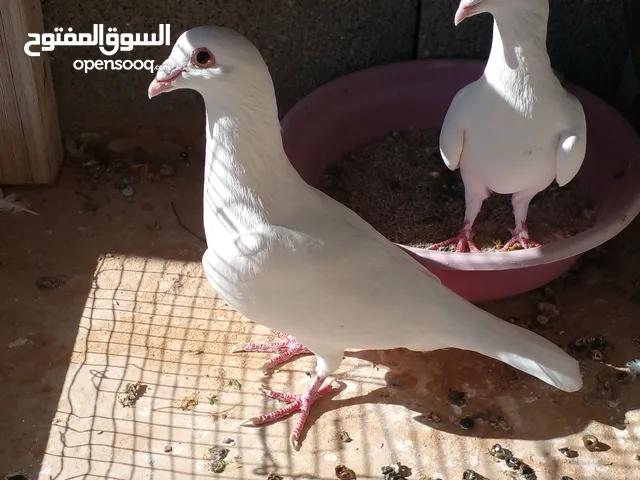 كوبية زاجل للبيع