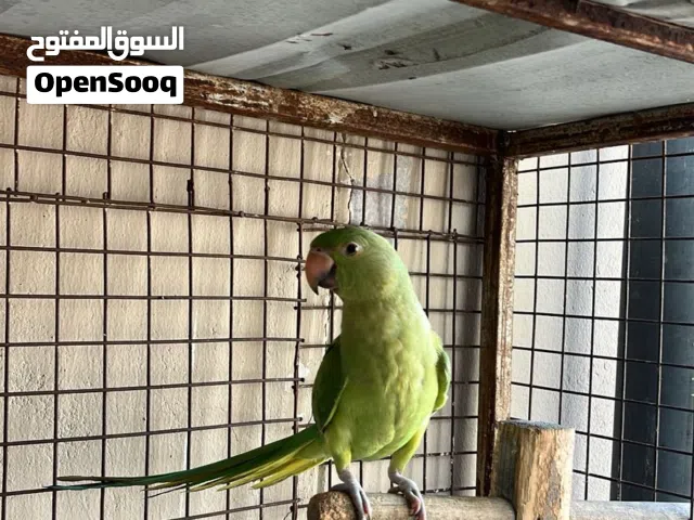 للبيع ببغاء دره