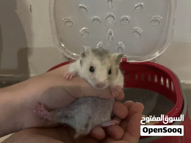 هامستر حجم صغير