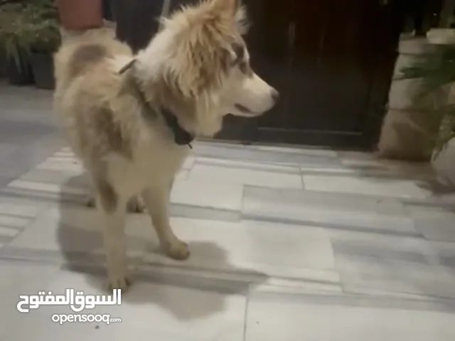 هاسكي بيور