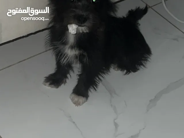 كلب للبيع ،