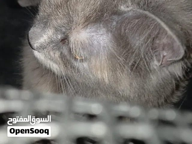 بسه شيرازي للبيع