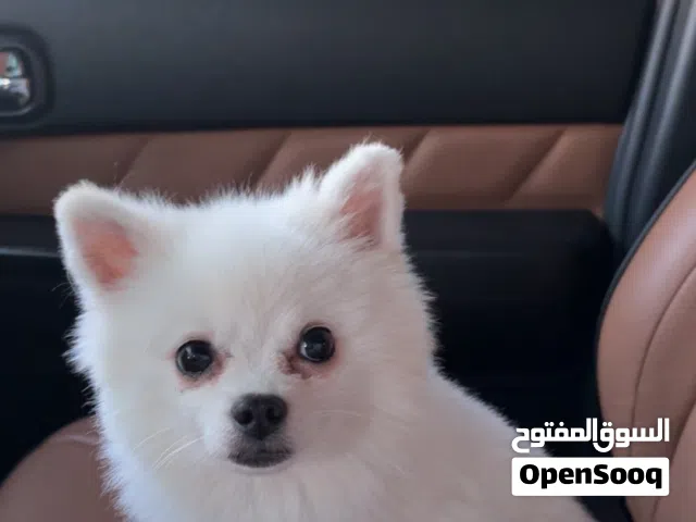 للبيع كلب Pomeranian بوميرانيان ذكر مطلوب 3000