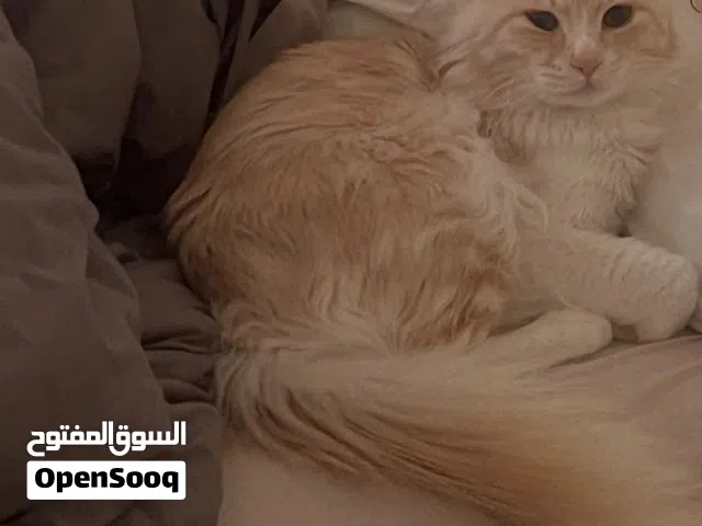 قط ذكر للتبني العاجل