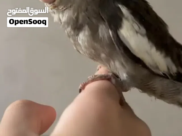فرخ كوكتيل. هدّد نشبه تبارك الرحمن وحجم.   ويات فيس ذكر   مستوا تبارك الرحمن