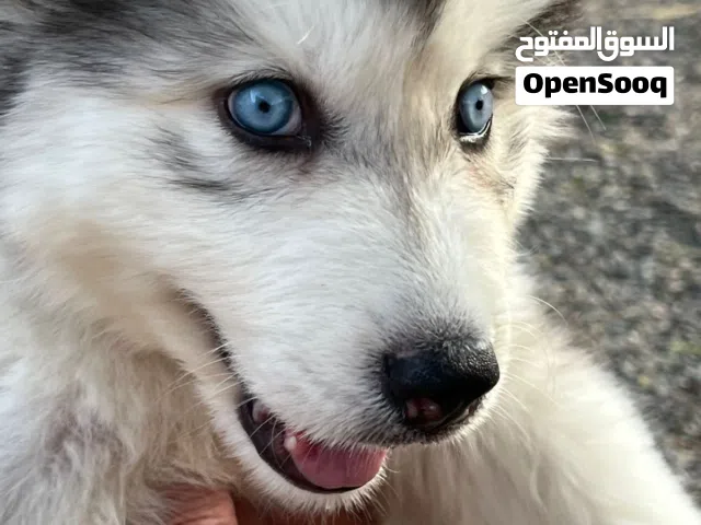 هاسكي العمر شهر و نص