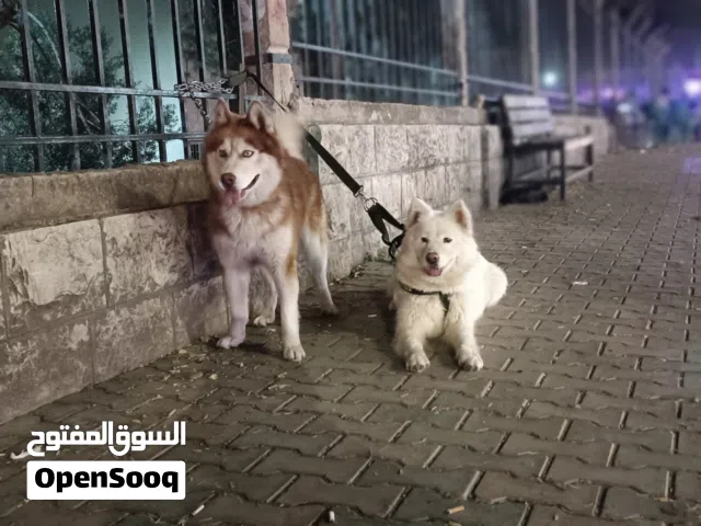 هاسكي شوكلت وهاسكي ابيض نضافه كامل ولعوبات
