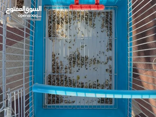 فحل كناري اغات مثل النار تبارك الرحمن انتاجي فرخ موسم ماضي صحة مية بالمية
