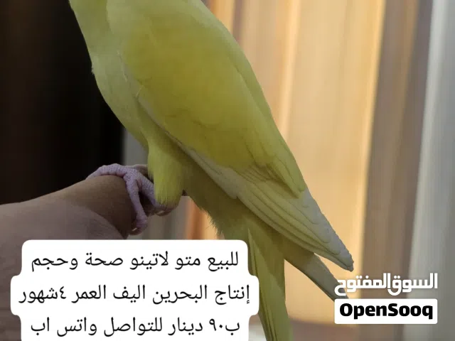 متوة درة مطوقة اليف لاتينو للبيع
