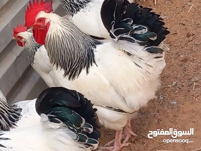 اميات دجاج سايكس عمر 9 اشهر ويوجد طقم سايكس بورسلان اميات ويوجد صوص سايكس البزرة الأصيلة الضخمة