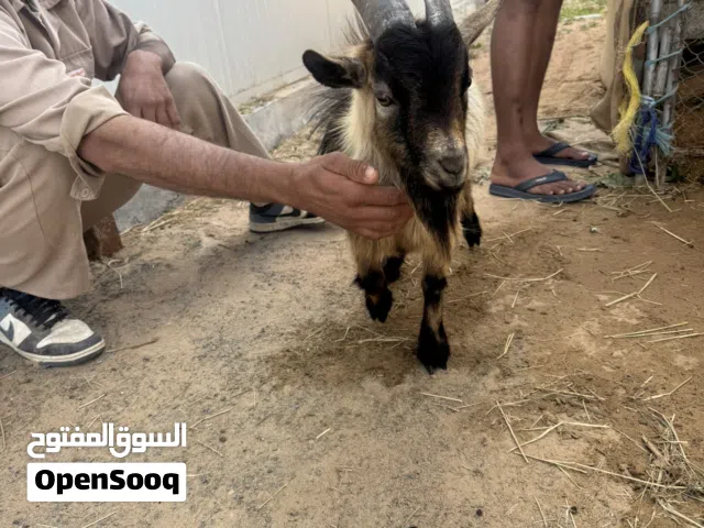 2 x dwarf pygmy goats - American 1.5 years old males