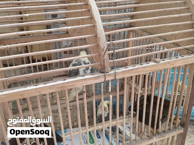 طيور كوكتيل