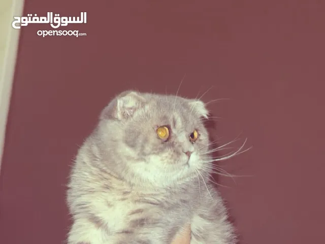 قط سكوتش فولد للبيع