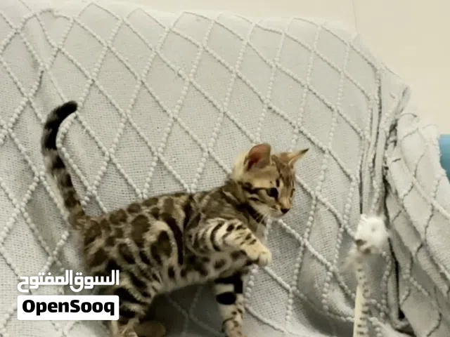 قط بنقال بيور ذكر العمر شهرين الاب مستورد مستواه قوي