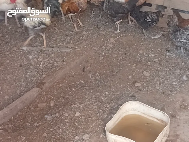 دجاج بلدي أحجام مختلفة للبيع
