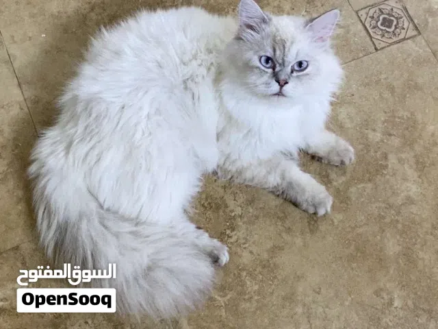 مجموعة قطط للبيع