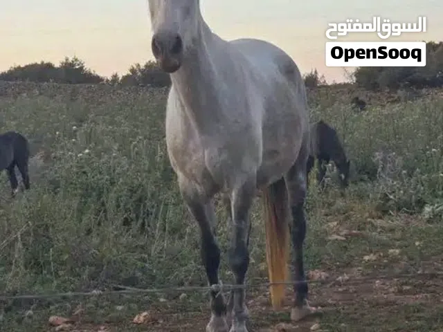 فرس زرقاء للبيع