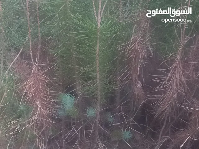 شتل صرول ولتل وسنوبر حلبي