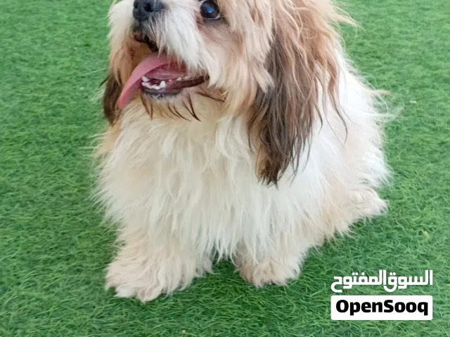 كلبه أنثى للبيع