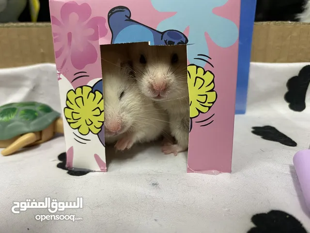 Hamster for sale / هامستر للبيع