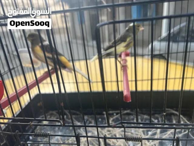 السلام عليكم2اناث اقرأ وصف