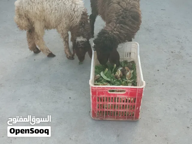عبورتين نخب نخب