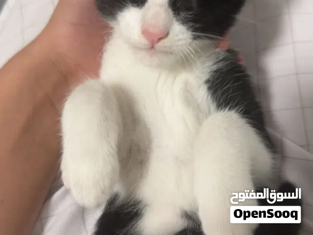 قطط للتبني متعلمين عل اللتر بكس و عمرهم 3-4 اشهر لعبوه جدا و أليفه