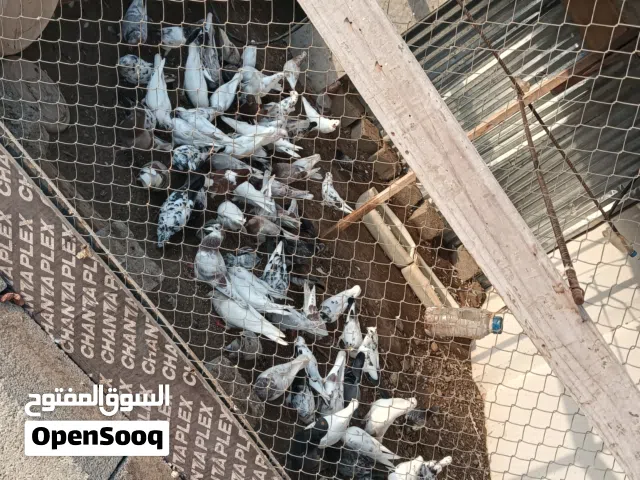 حمام للبيع