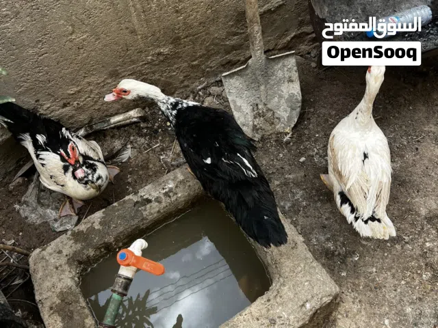 بش مصري 50بيهن مجال بياضات البصره الحيانيه