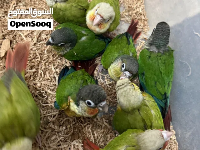 افراخ كنيور الانناس وكنيور كرين شك