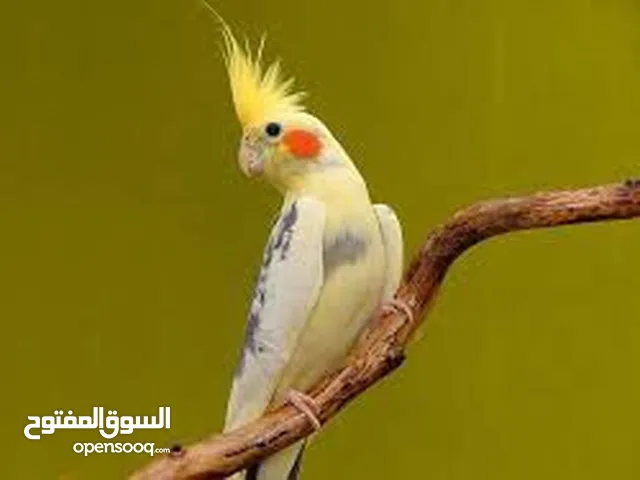 مطلوب انثى كوكتيل اليفه