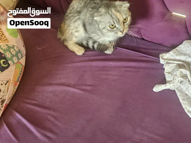 قطه سكوتش فولد