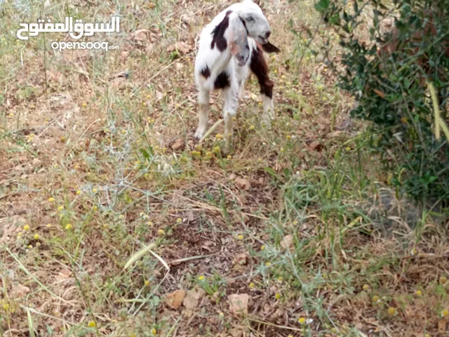 صخله عمرها ثلاث شهور